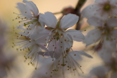 IMGP2681