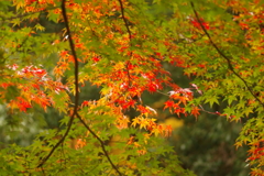 紅葉狩り２０２１