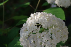 実家の紫陽花