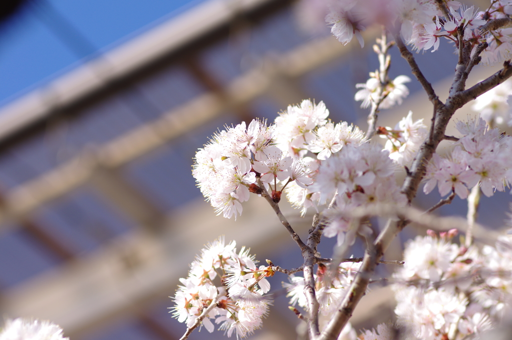 庭桜