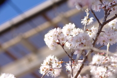 庭桜