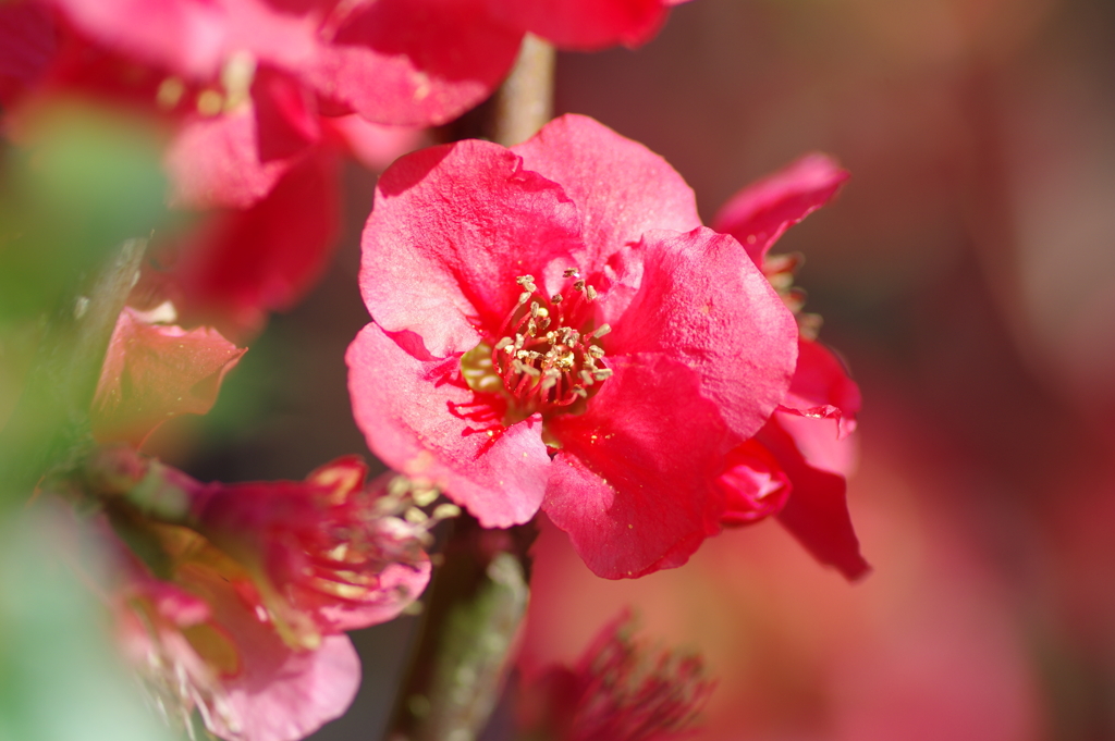 ひっそりと咲いていた木瓜の花