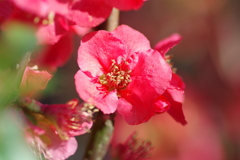 ひっそりと咲いていた木瓜の花