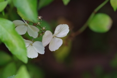 実家の紫陽花