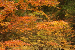 紅葉狩り２０２１