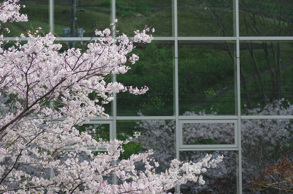 雨上がり一人でお花見