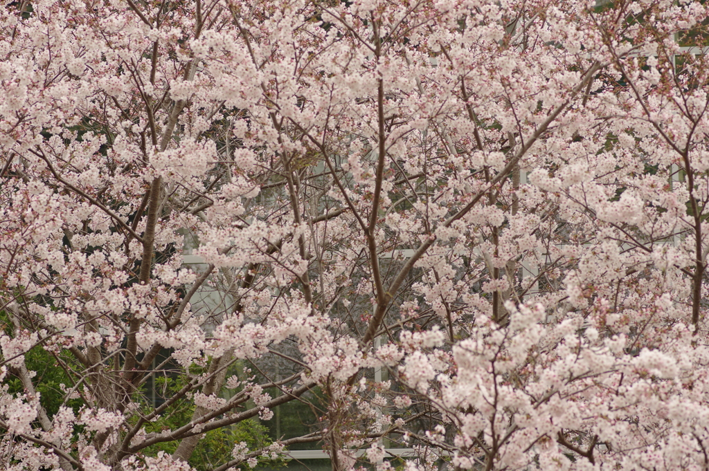 雨上がりお花見2021