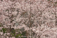 雨上がりお花見2021