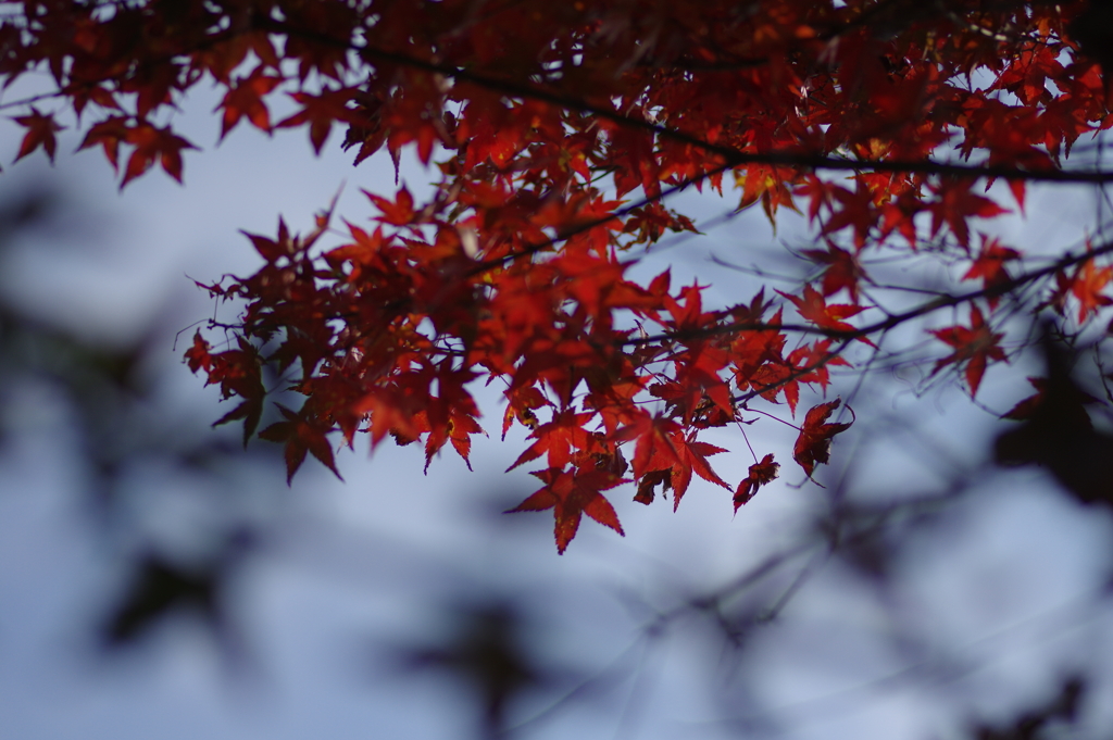 ようやく色づいた庭紅葉