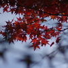 ようやく色づいた庭紅葉