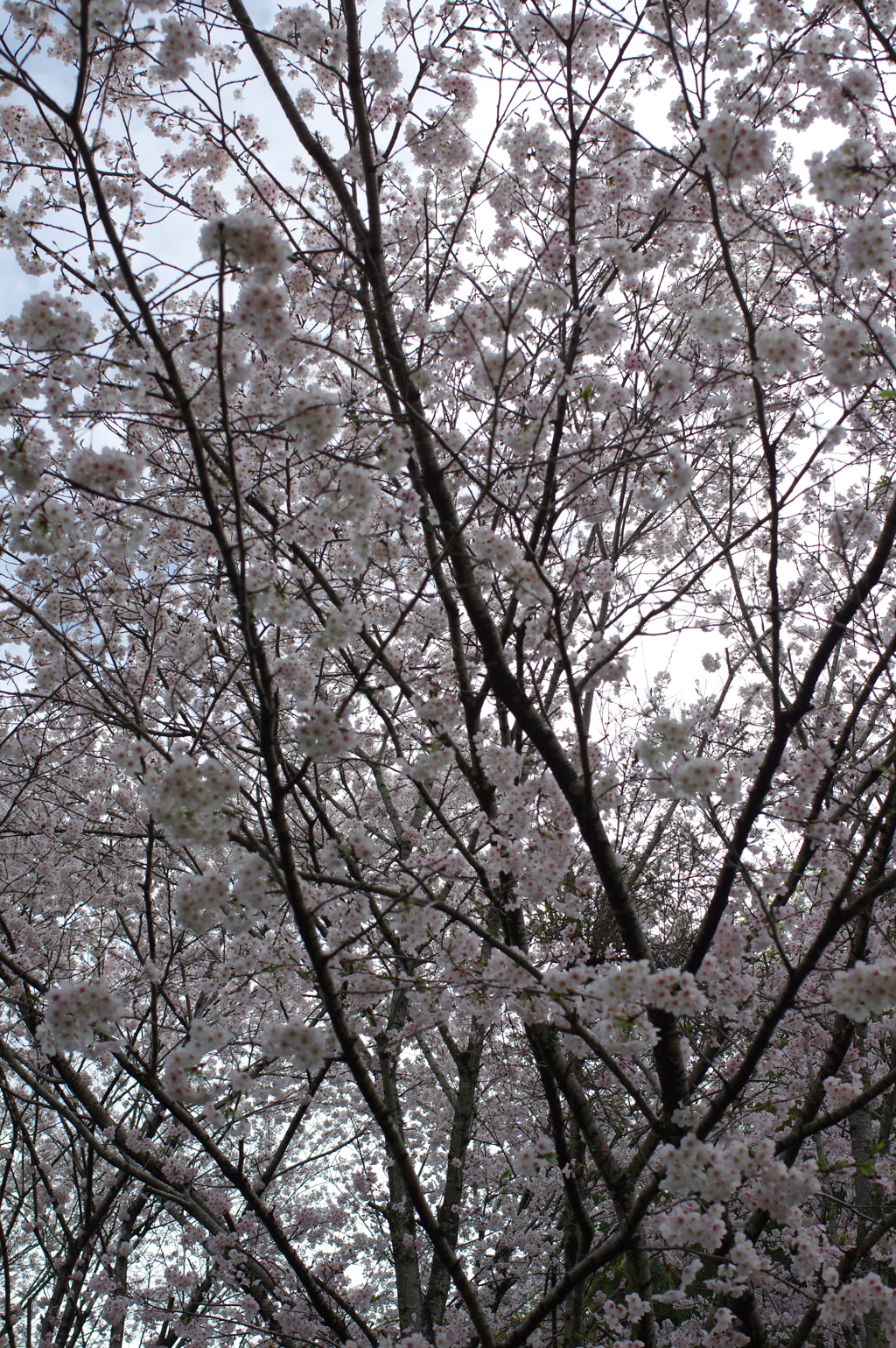 雨上がり一人でお花見