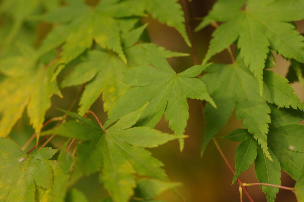 紅葉狩り