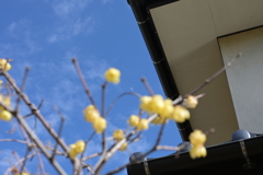 カメラを拝借して蝋梅撮影