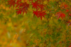 夫婦で紅葉狩り