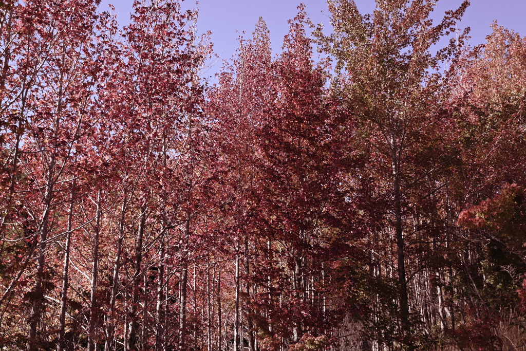 スポーツ公園内でウォーキング撮影