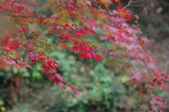 親子で紅葉狩り