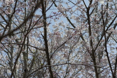 今年の桜は見頃が撮れず