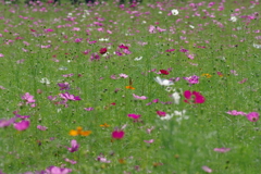 秋桜