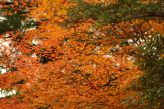 紅葉狩り２０２１