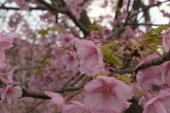 河津桜