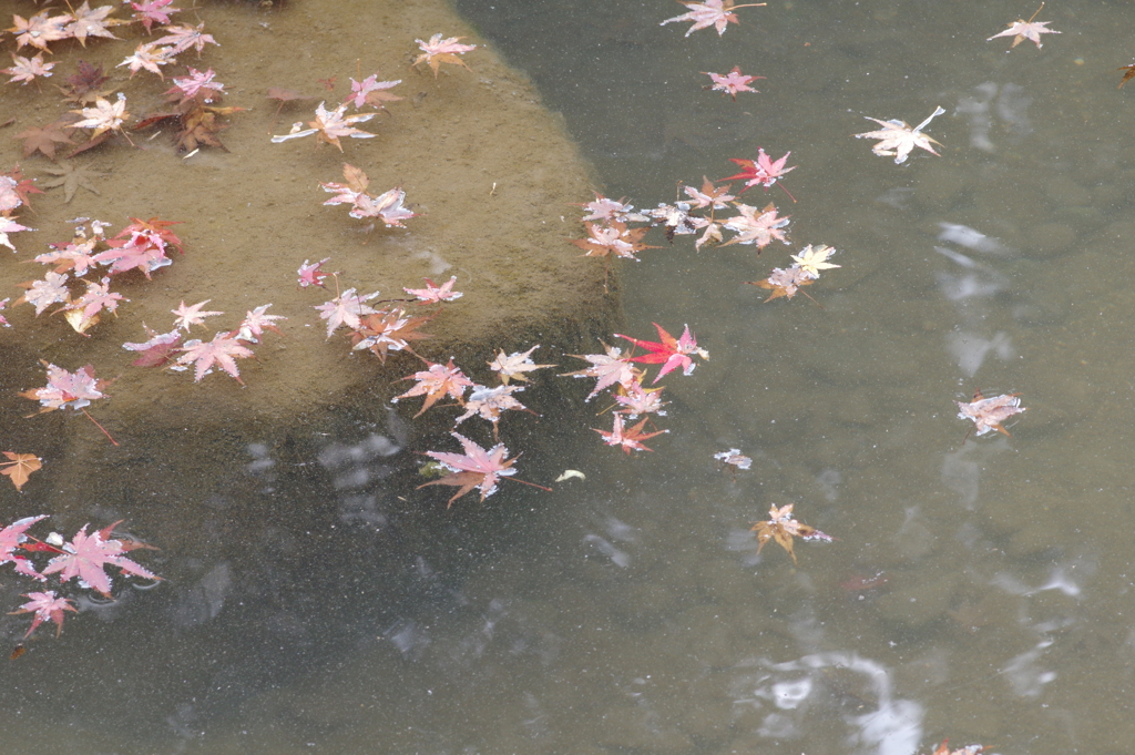 親子で紅葉狩り