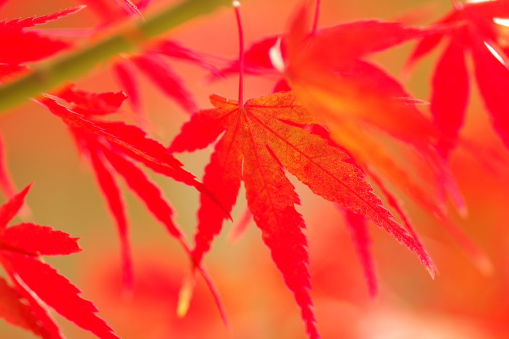 紅葉狩り2019