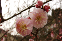 冠梅園