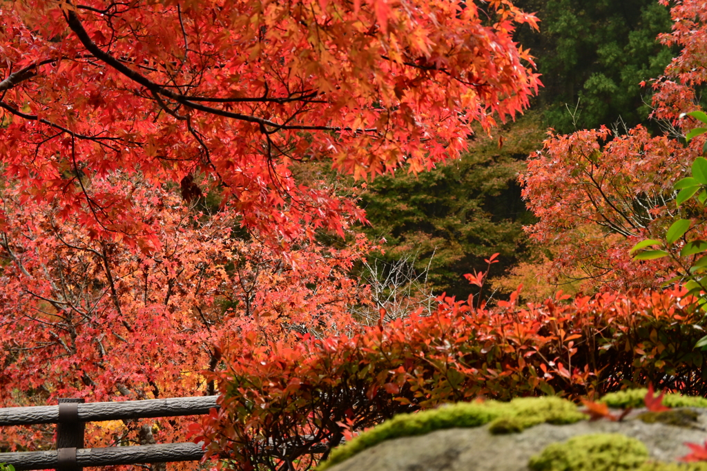 夫婦で紅葉狩り