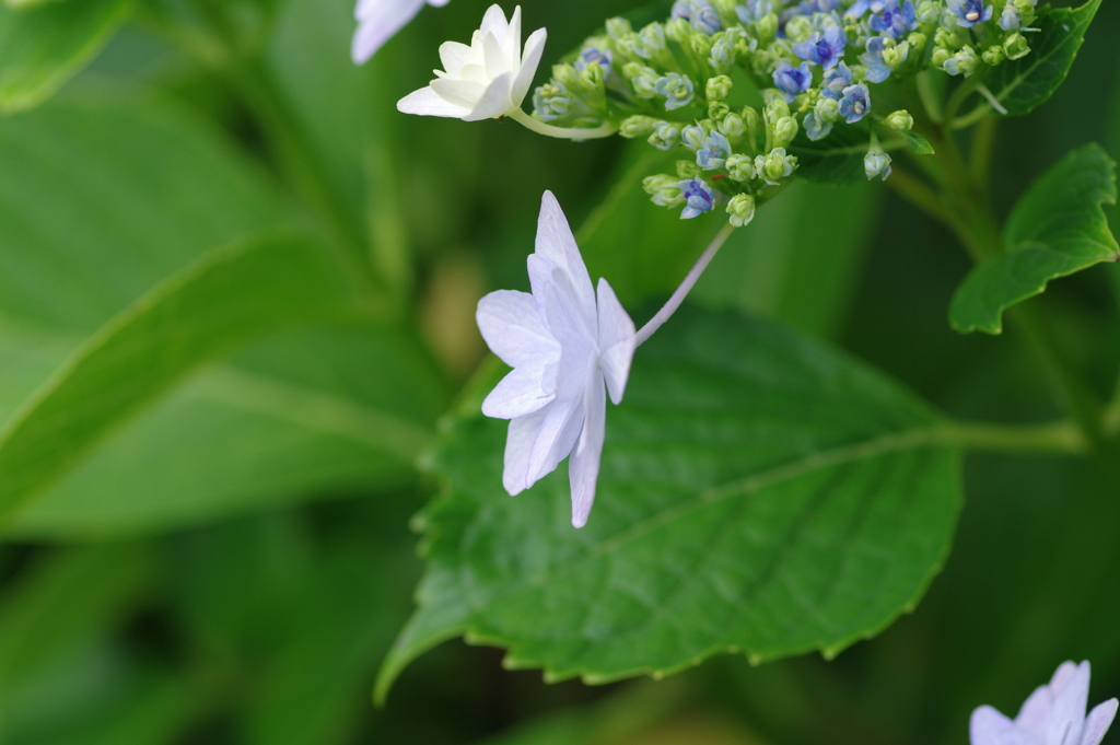 次々開花する紫陽花