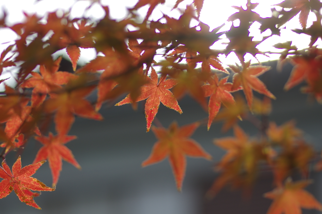 きれいな紅葉とはならず