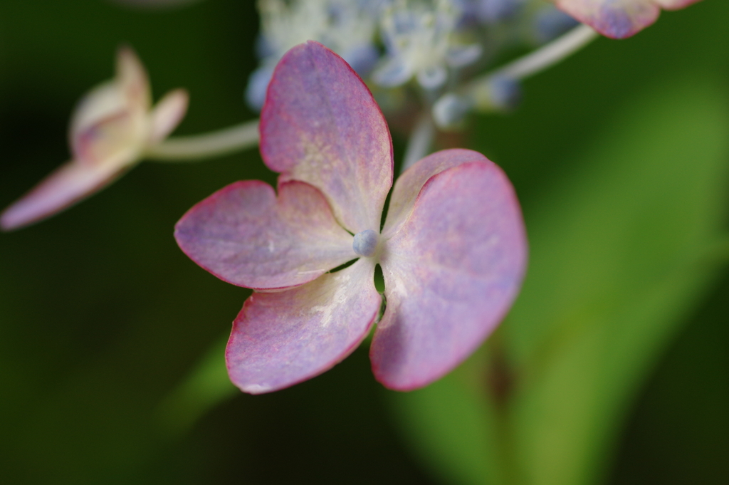 梅雨と紫陽花