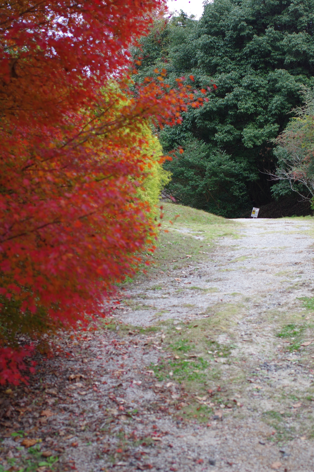 今年は家族で紅葉狩り