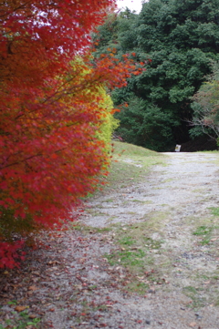 今年は家族で紅葉狩り