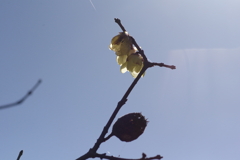 蝋梅もマクロで