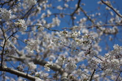 いつもの花見スポットで