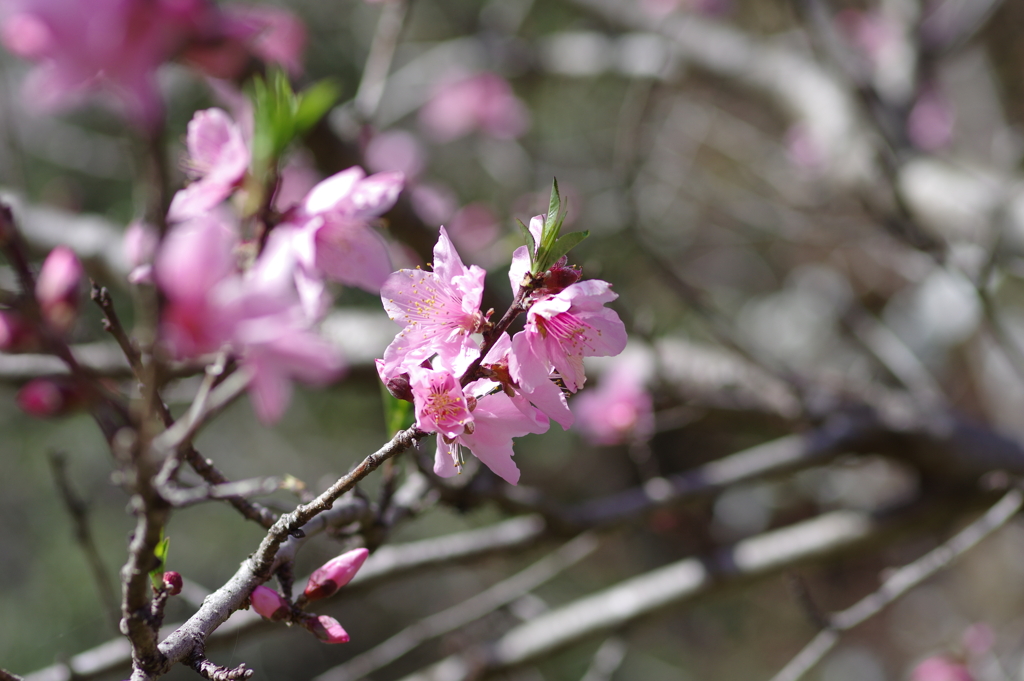 いつもの花見スポットで