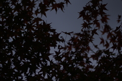 陰影撮り
