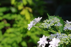 庭紫陽花