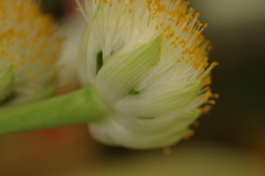 これが花びら？