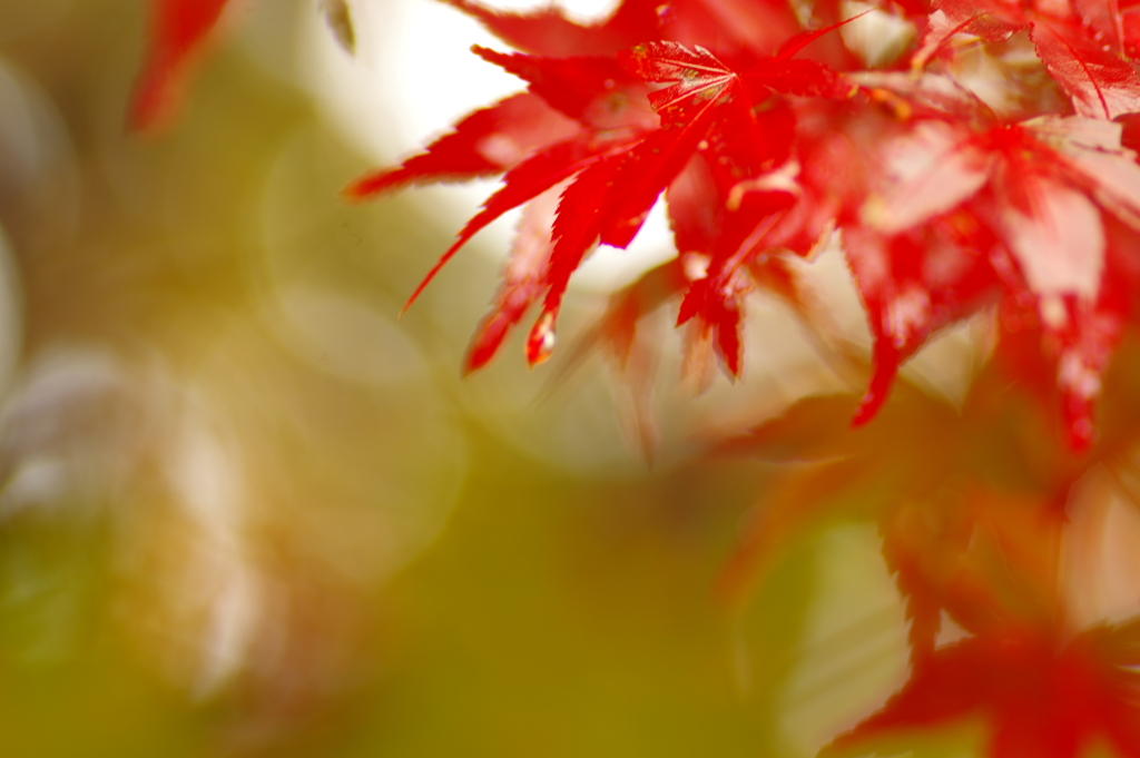 夫婦で紅葉狩り
