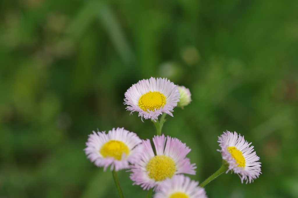 続花見は写真で