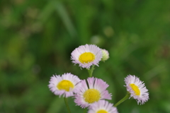 続花見は写真で