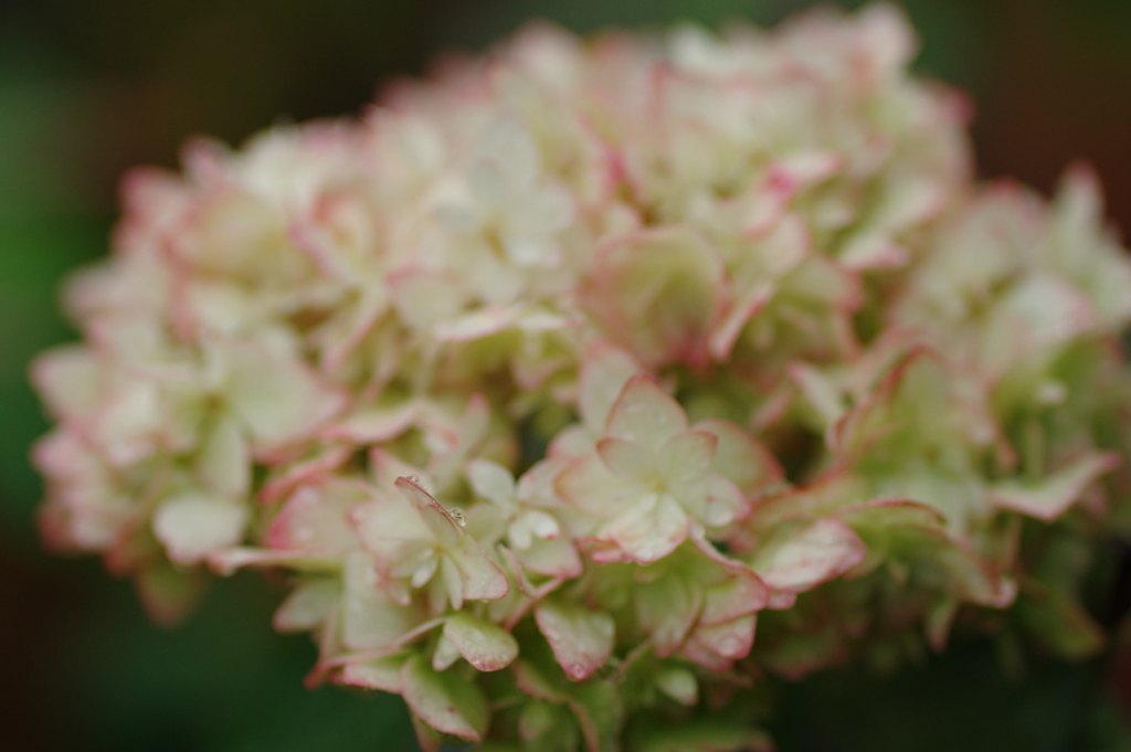 梅雨入りと紫陽花