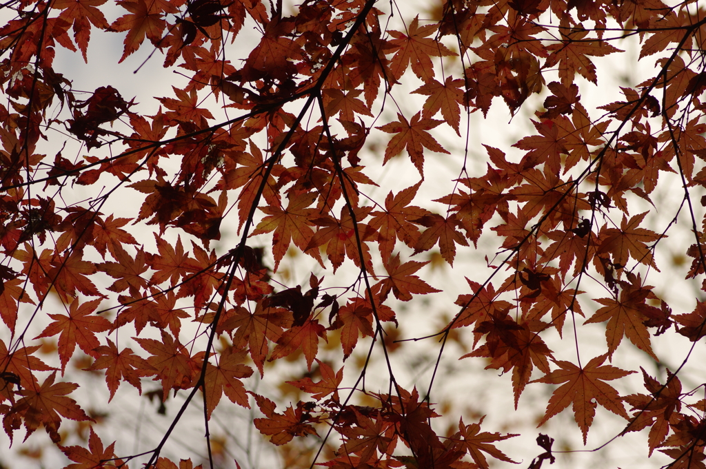 紅葉狩り２０２１