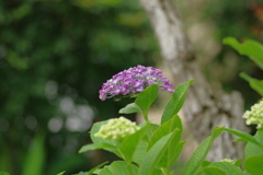 実家庭の紫陽花