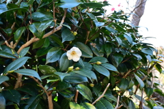 冠梅園