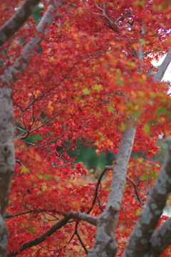 親子で紅葉狩り