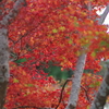 親子で紅葉狩り