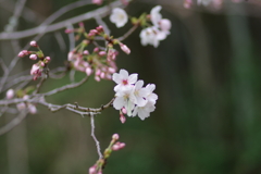 子供を抱えながらの花見