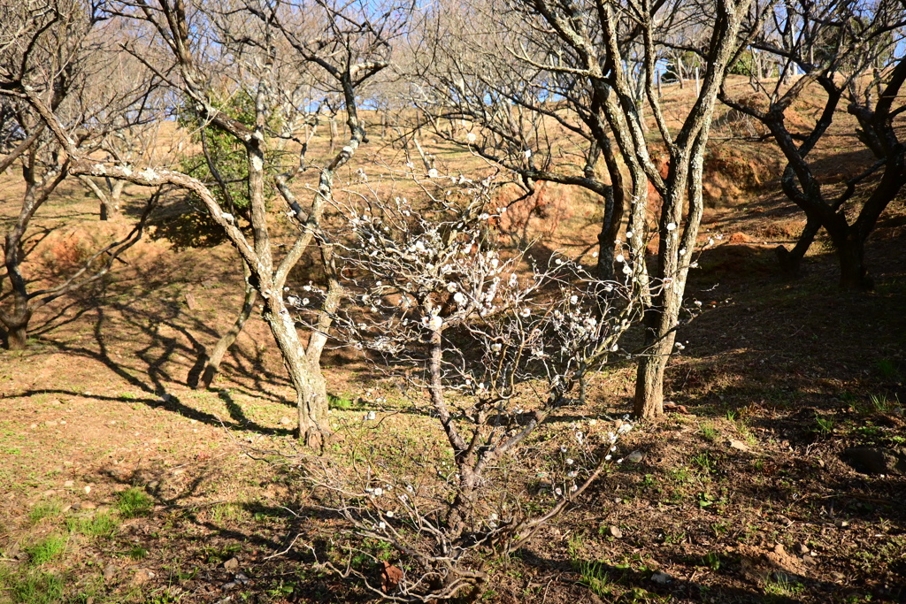 冠梅園